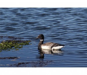 El documental Branta negra se presentará en la UAEM