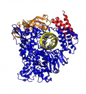 Mediante modelado computacional investiga CIDC proteínas que propagan virus Covid-19