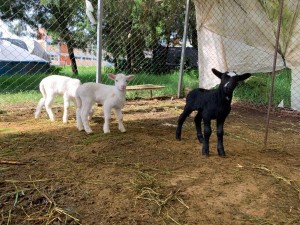 Refrenda UAEM su compromiso con la sanidad y el cuidado animal