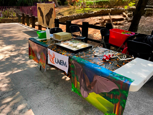 Prepara UAEM programa de manejo del refugio de murciélagos en la cueva El Salitre