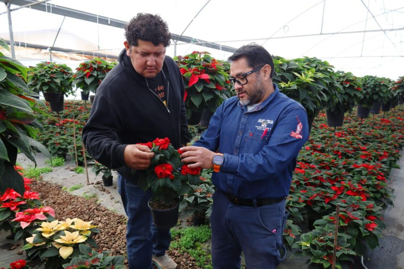 Venta de Nochebuenas en la UAEM impulsa la investigación agrícola