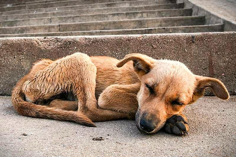 Promueven desde la FDyCS una nueva Ley Estatal de Bienestar Animal en Morelos