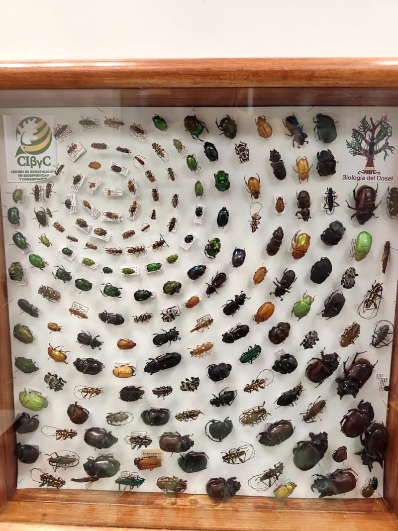 Colección de Insectos de la UAEM difundirá investigación en coloquio nacional