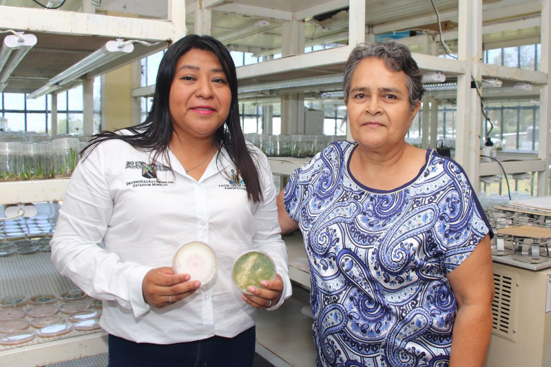 Investigación de la UAEM impulsa control biológico de una enfermedad del café