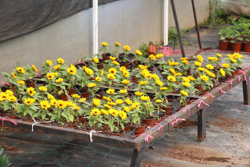 Investiga UAEM producción de plantas ornamentales y cultivos de temporada