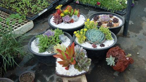 Desarrolla UAEM tecnologías de mejoramiento genético de plantas ornamentales