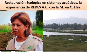 Restauración Ecológica en sistemas acuáticos, la experiencia de REDES A.C.