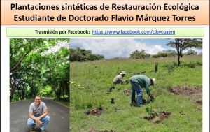 Plantaciones sintéticas de Restauración Ecológica