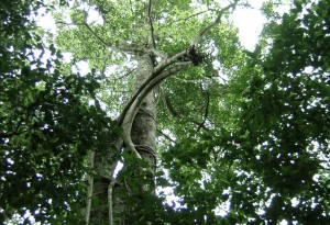 Destaca UAEM importancia nutricional de plantas nativas