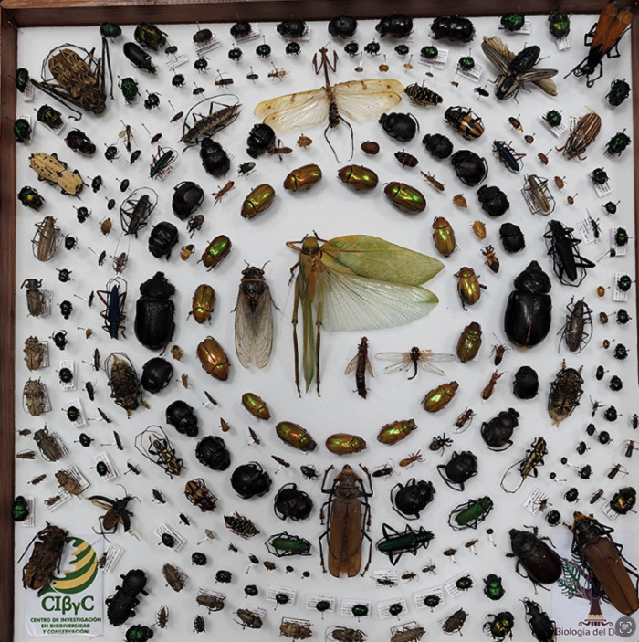 Taxonomía de insectos, la ciencia clave para conservar la biodiversidad del estado