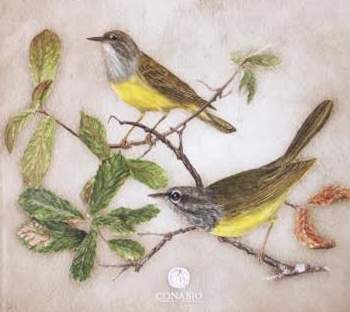 Presentan libro “Aves de Morelos” en la Facultad de Ciencias Biológicas