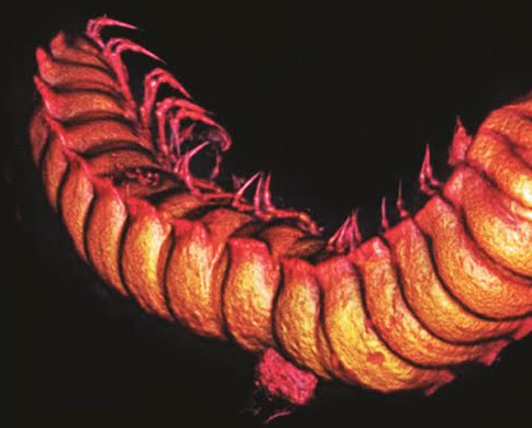Investigadores encuentran nueva especie de milpiés extinto en una pieza de ámbar