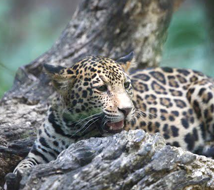 Logra UAEM el primer registro para Morelos de un jaguar