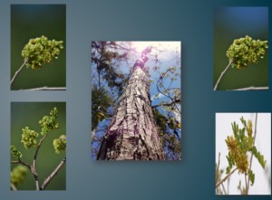 Contribuye CIByC a la protección de especie de árbol amenazada