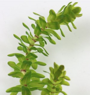 Plantas acuáticas invasoras podrían secar lagos en Zempoala