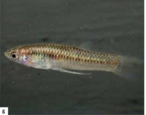 UAEM trabaja en rescatar al Repotete, una especie endémica y amenazada