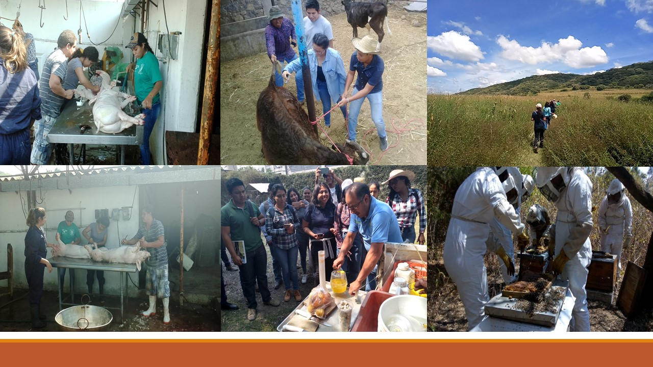 Ingeniero Agrónomo en Desarrollo Rural