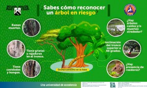INFOGRAFIA ARBOLES EN RIESGO