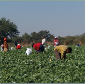 A través de la investigación, busca UAEM reconocimiento de los derechos de jornaleros agrícolas