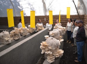 Impulsa estudiante de la UAEM la producción de hongos comestibles