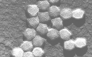 Aprueban recursos desde Alemania para investigar adenovirus en la UAEM