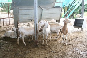 Estudia investigador de la UAEM el bienestar de los animales de granja