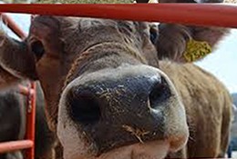 Diplomado Actualización en Producción animal