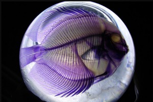 Alerta investigador de la UAEM disminución de peces nativos