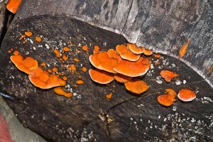 Busca UAEM propiedades biotecnológicas y nutritivas en hongos locales