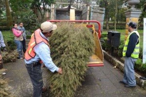 Recibirá UAEM árboles navideños para composta