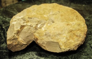 Trabajan investigadores de la UAEM en proyecto de Museo Paleontológico