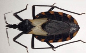 Desarrolla UAEM plan de acción contra chinche transmisora de chagas en Jiutepec