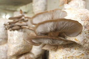 Producción de hongos comestibles morelenses en riesgo, advierte investigadora de la UAEM