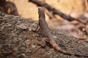 Desarrolla UAEM proyecto de conservación de la iguana negra en el sur del estado