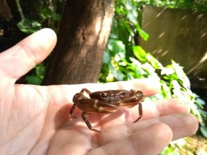 Participa estudiante del CIB en rescate y conservación del cangrejito barranqueño