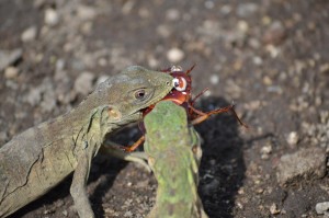 Promueve estudiante universitario conservación de la iguana negra