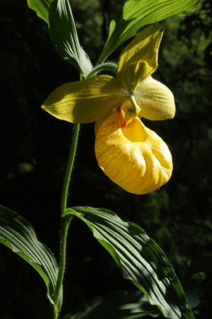 Trabaja UAEM en una guía para el manejo sustentable de orquídeas